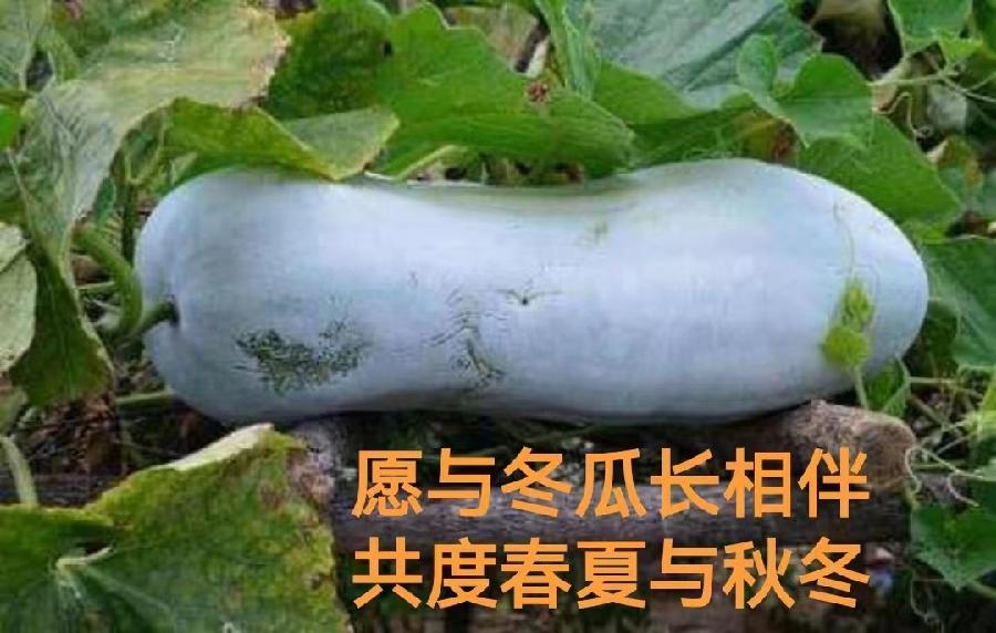 【枫雅汇看图约诗】诗人焦勇《208期》（也说冬瓜）（图5）