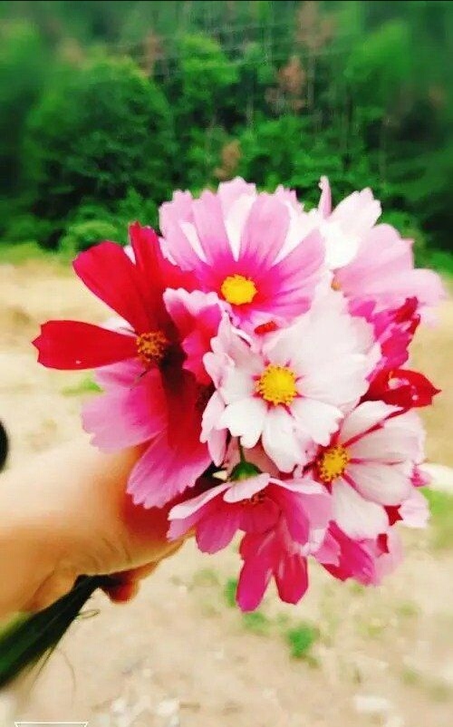 刘林丽诗歌作品183期《开在春风里的花》主播 金山 刘林丽(图6)