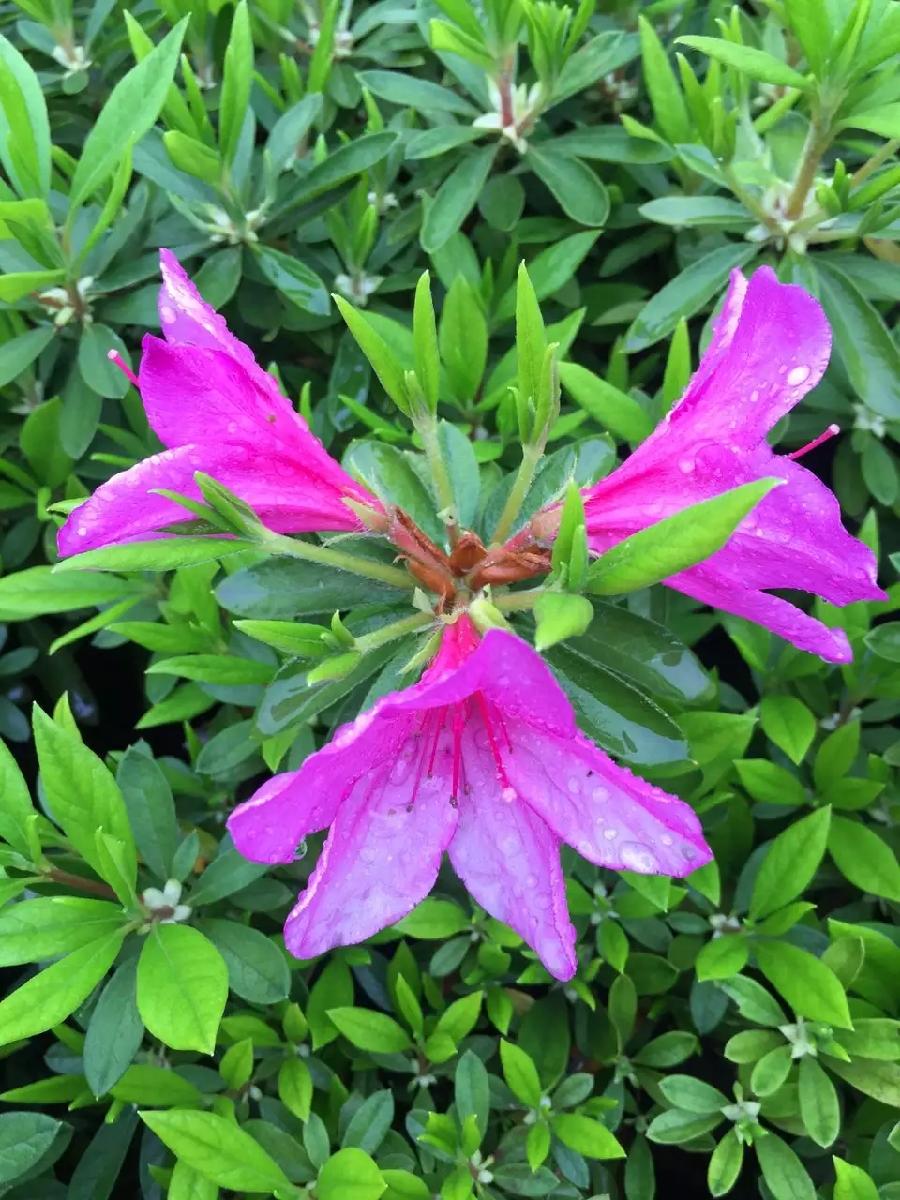 刘林丽诗歌作品183期《开在春风里的花》主播 金山 刘林丽(图4)