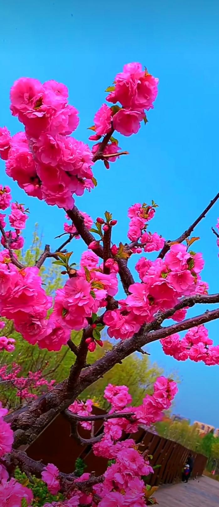 【华夏名篇】分享（彼岸）李国树老师格律诗一组请欣赏（图24）