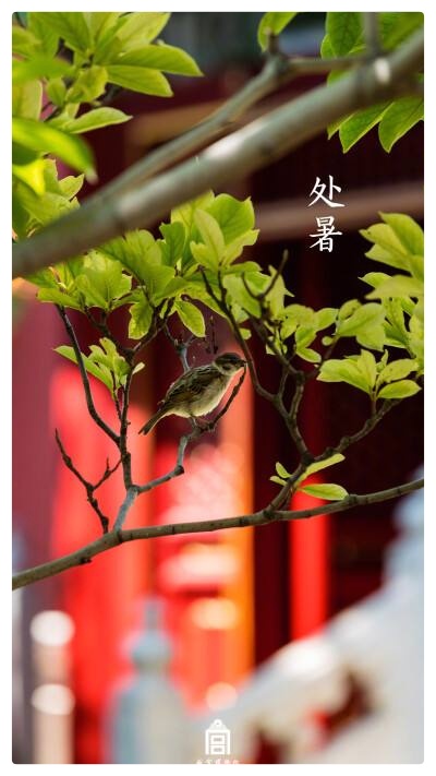 落叶化飞刀割瘦游子,新词《处暑谣》唱碎乡心ll作者:白润岱ll朗诵:费军(图5)