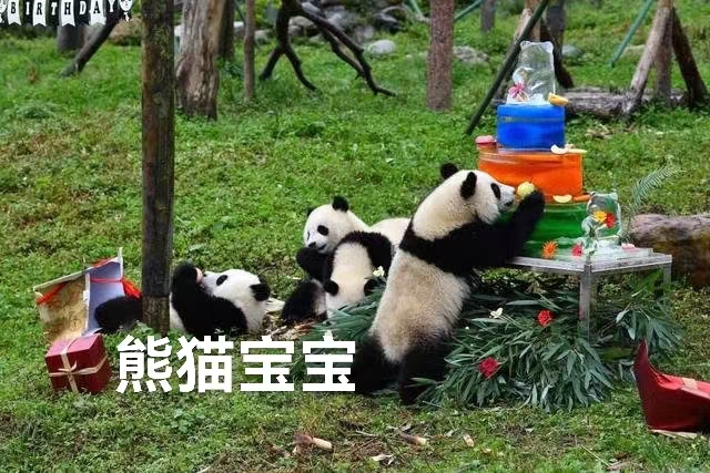 放歌阿坝:作者 丁培恭|海外头条(图12)