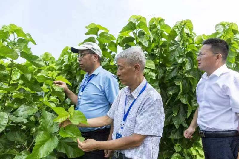 河南鲁山：高层次人才服务基层 对接蚕业生产谋划振兴蓝图（图5）