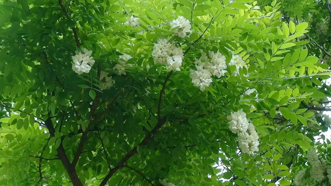 (自由诗)记忆的童年 作者:孙银河（图2）