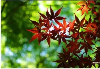 国风上海社第十期诗刊—北京头条(图18)