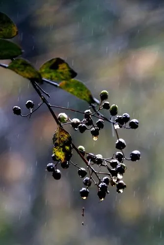 秋 雨‖文图/赵京江，视频/马爱林（图9）
