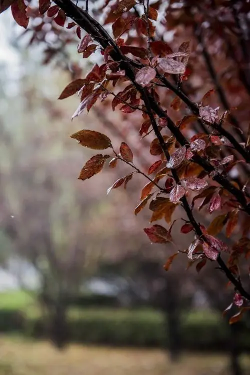 秋 雨‖文图/赵京江，视频/马爱林（图10）