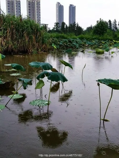 秋 雨‖文图/赵京江，视频/马爱林（图5）