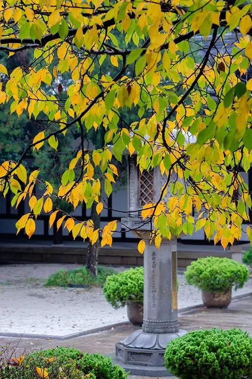 秋 雨‖文图/赵京江，视频/马爱林（图7）