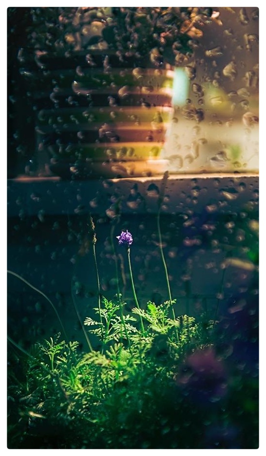 秋雨∥作者／晓犁∥诵读／艾果（图5）