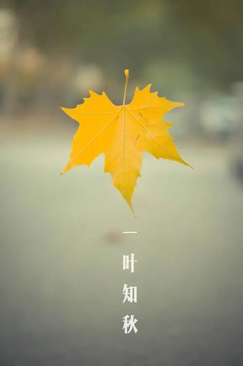 《一叶知秋》作者:大浪淘沙（河南）【主播:金牌主播:长弓雅士】【桃源国际诗歌集团】[桃源♬ 馨声]（图6）