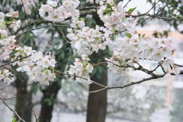 〖诗词小辑〗 王香谷（悉尼）【冰心文化传媒】（图3）