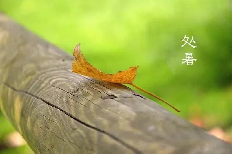 诗人林杨:处暑(图6)