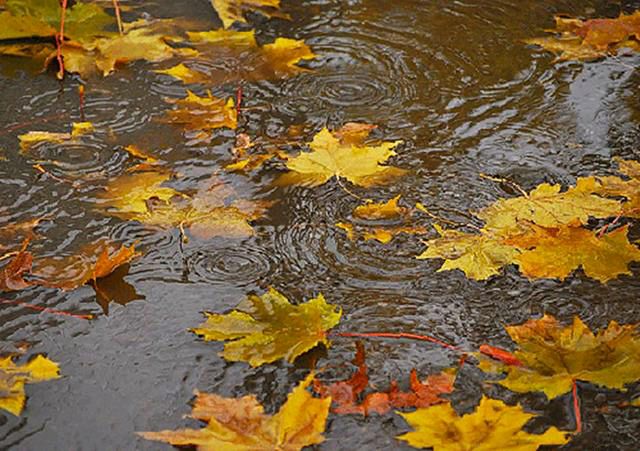 先锋诗派海南分会专刊【仿古体新诗】秋雨送暑归（外一首）辽宁/风和日丽 京津沪头条（图3）