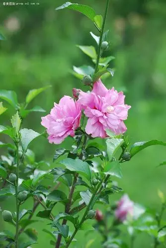 《木槿花》作者:祝敏成【主播:金牌主播:梦醒群岚】【桃源国际诗歌集团】[桃源♬ 馨声]（图5）