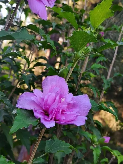 《木槿花》作者:祝敏成【主播:金牌主播:梦醒群岚】【桃源国际诗歌集团】[桃源♬ 馨声]（图7）