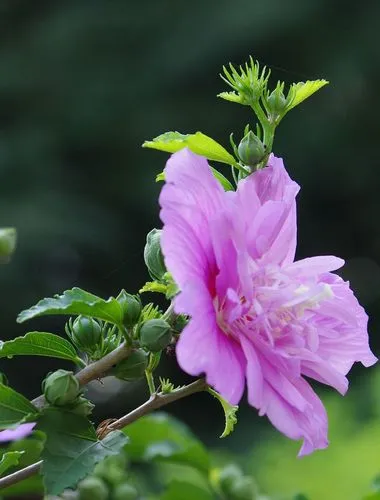 《木槿花》作者:祝敏成【主播:金牌主播:梦醒群岚】【桃源国际诗歌集团】[桃源♬ 馨声]（图6）