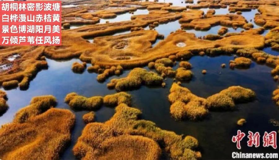 小茶一丛《题图-万亩金色芦苇美》（外一首）诵/殷钰（图2）