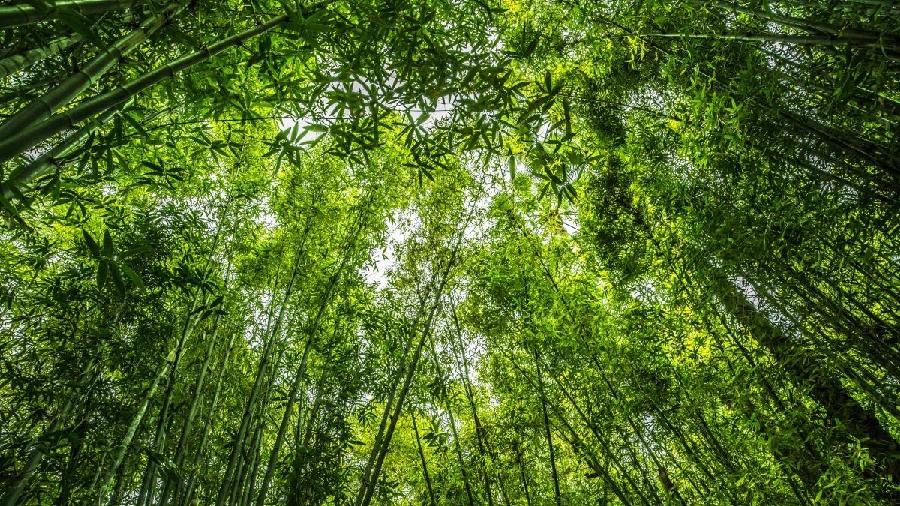 【敦诗说礼.诗题红叶.宏红诗社】《文化梦》作者:宏红 看见就是爱(图12)