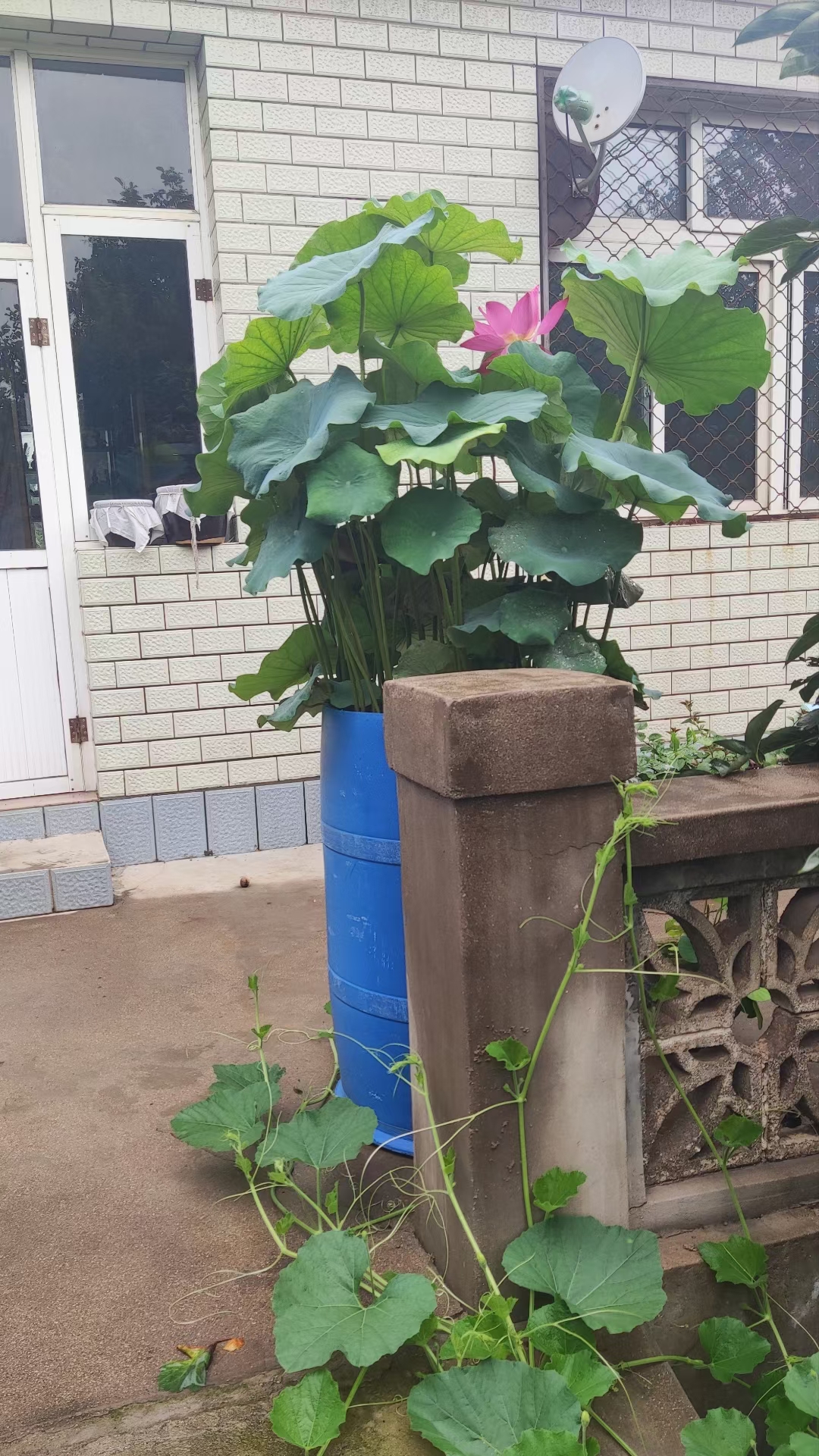 ​〔格律小辑〕作者 王应民（河北）【冰心文化传媒】（图5）
