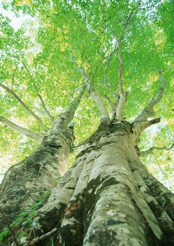 【新山东文学社】《大树》作者/山佳 主播/含笑原野（图5）