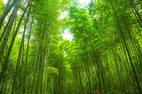 【华夏名篇】分享黄兴民《七律•咏竹》请欣赏（图5）