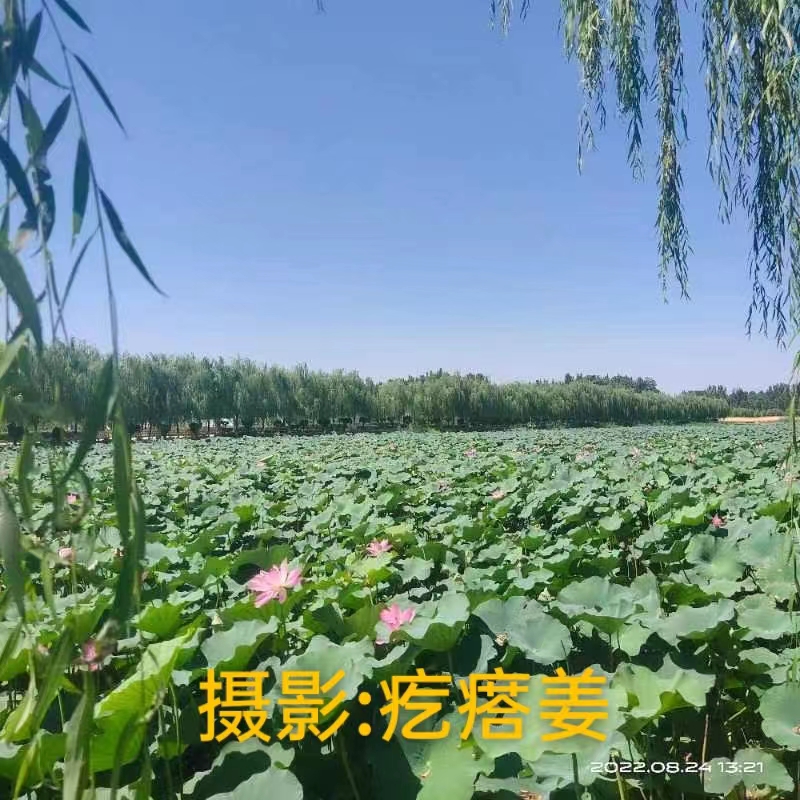 国风上海社第十一期诗刊—北京头条（图10）
