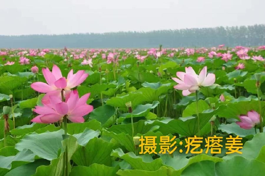 国风上海社第十一期诗刊—北京头条（图46）
