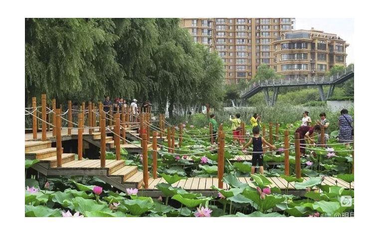 中华诗艺社黑龙江分社推荐/【摄影】邹淑华:婷婷玉立展娇容(图4)