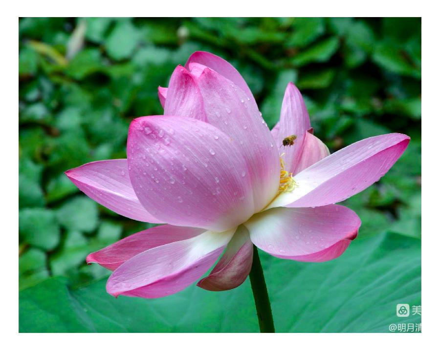 中华诗艺社黑龙江分社推荐/【摄影】邹淑华:婷婷玉立展娇容(图5)