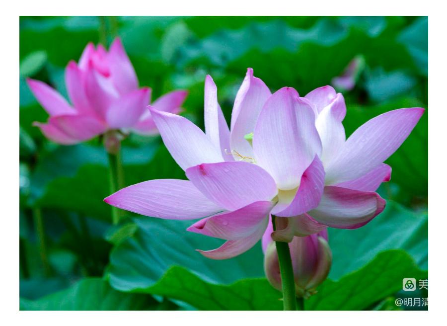 中华诗艺社黑龙江分社推荐/【摄影】邹淑华:婷婷玉立展娇容(图6)