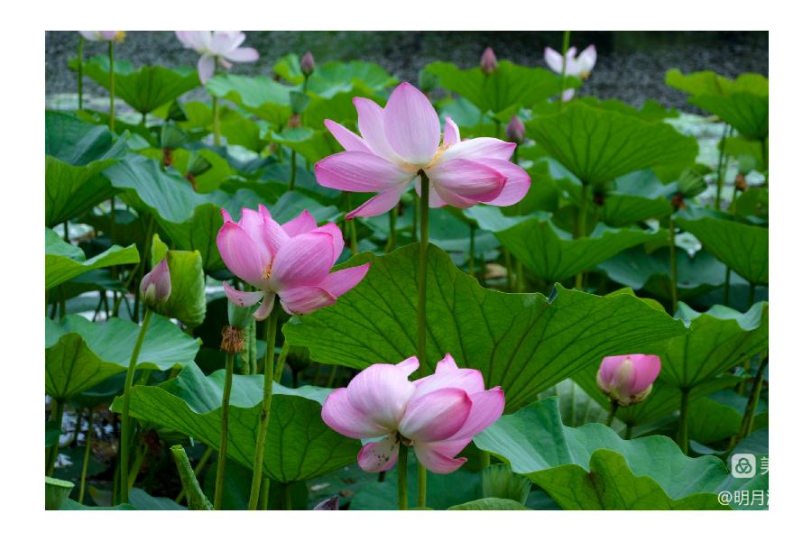 中华诗艺社黑龙江分社推荐/【摄影】邹淑华:婷婷玉立展娇容(图9)