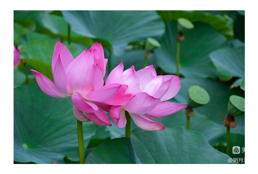 中华诗艺社黑龙江分社推荐/【摄影】邹淑华:婷婷玉立展娇容(图8)