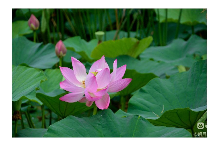 中华诗艺社黑龙江分社推荐/【摄影】邹淑华:婷婷玉立展娇容(图10)