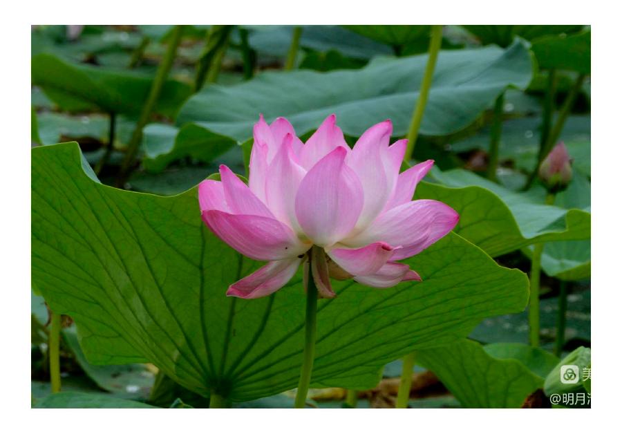 中华诗艺社黑龙江分社推荐/【摄影】邹淑华:婷婷玉立展娇容(图21)
