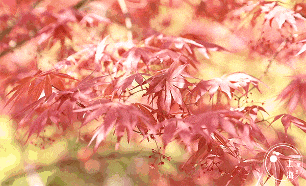 【神都诗社】第028期《秋叶》（图24）
