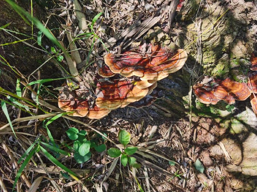 七绝《过鲁山林场有寄》沈克法（北京）（图3）