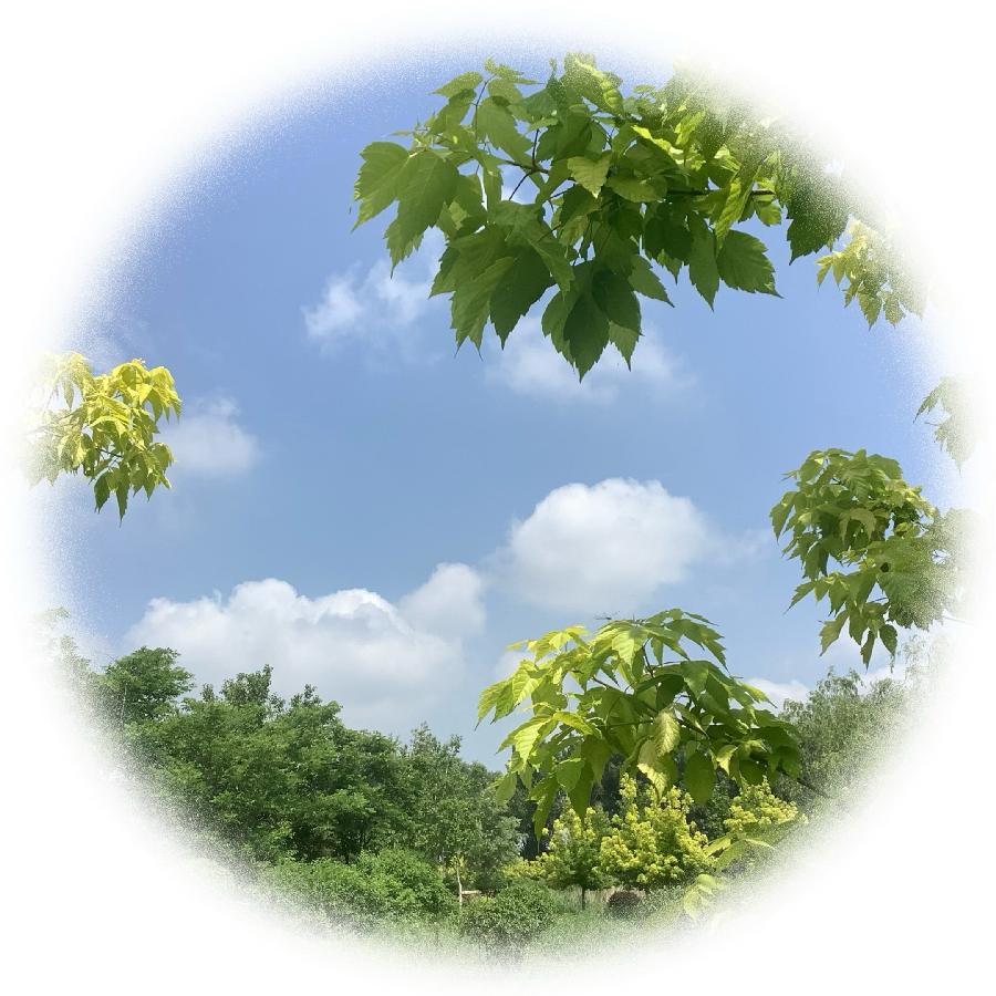 中华诗艺社黑龙江分社推荐/【诗词、摄影】李振汉:铁岭莲花湖湿地（图8）