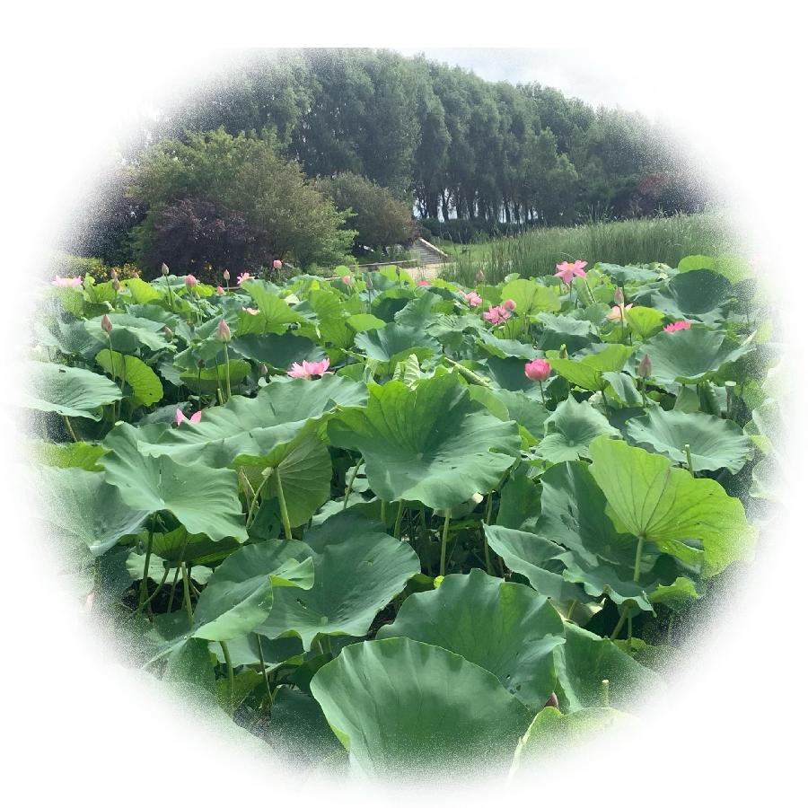 中华诗艺社黑龙江分社推荐/【诗词、摄影】李振汉:铁岭莲花湖湿地（图26）