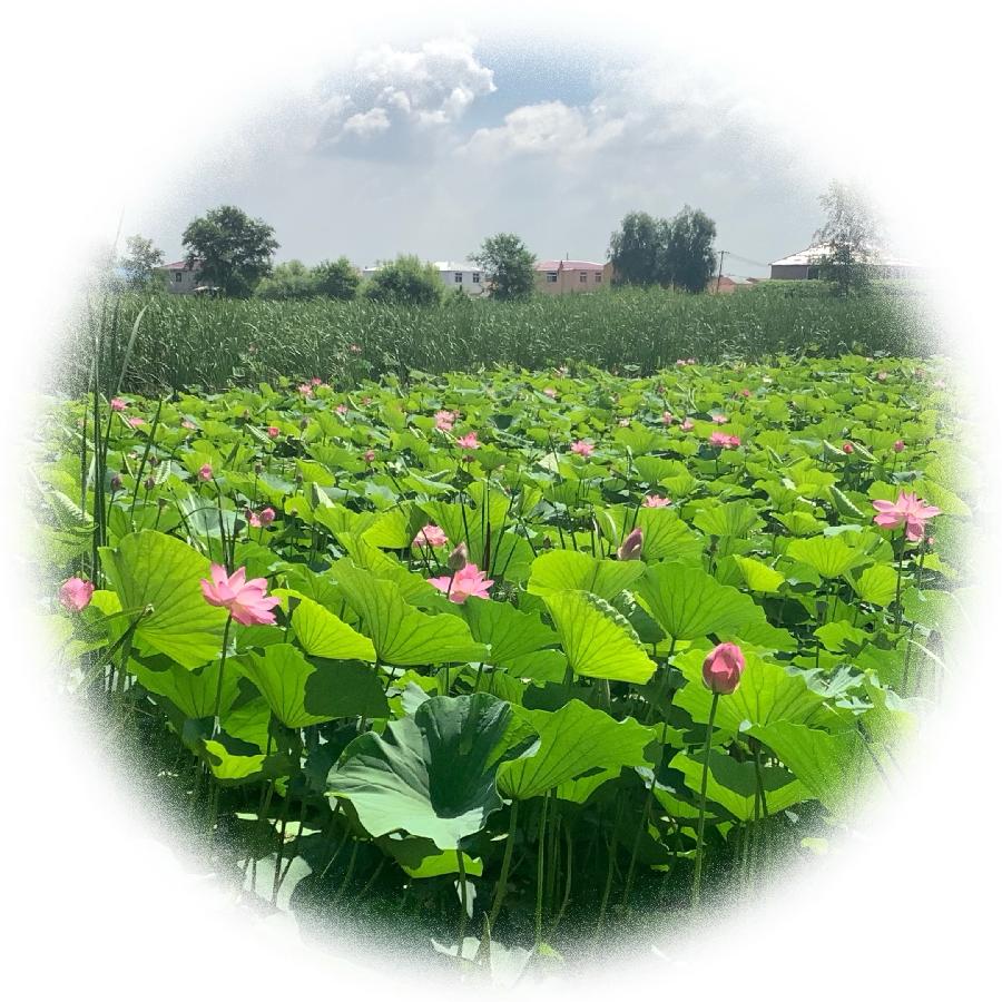 中华诗艺社黑龙江分社推荐/【诗词、摄影】李振汉:铁岭莲花湖湿地（图32）