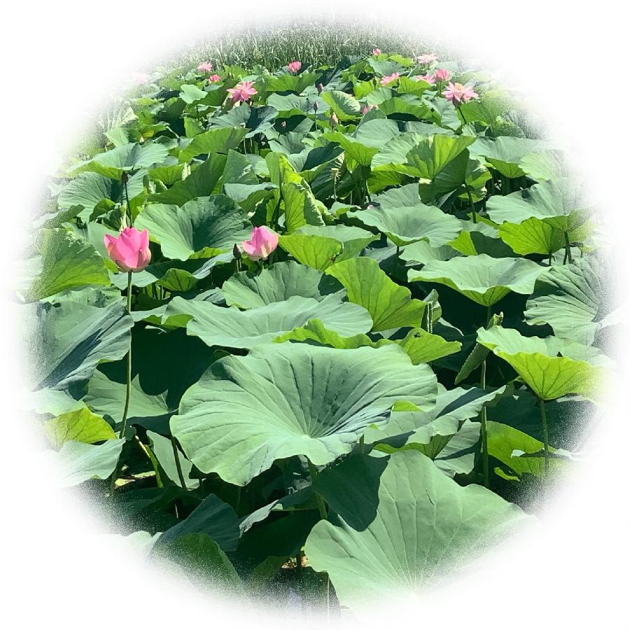 中华诗艺社黑龙江分社推荐/【诗词、摄影】李振汉:铁岭莲花湖湿地（图36）