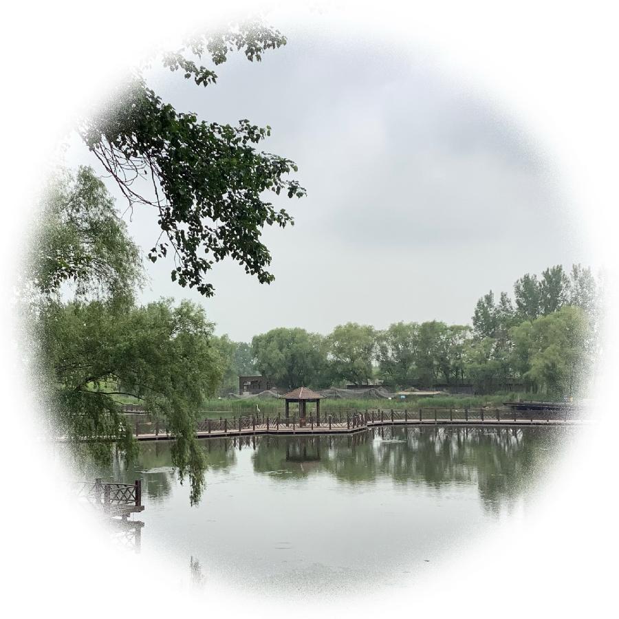 中华诗艺社黑龙江分社推荐/【诗词、摄影】李振汉:铁岭莲花湖湿地（图45）