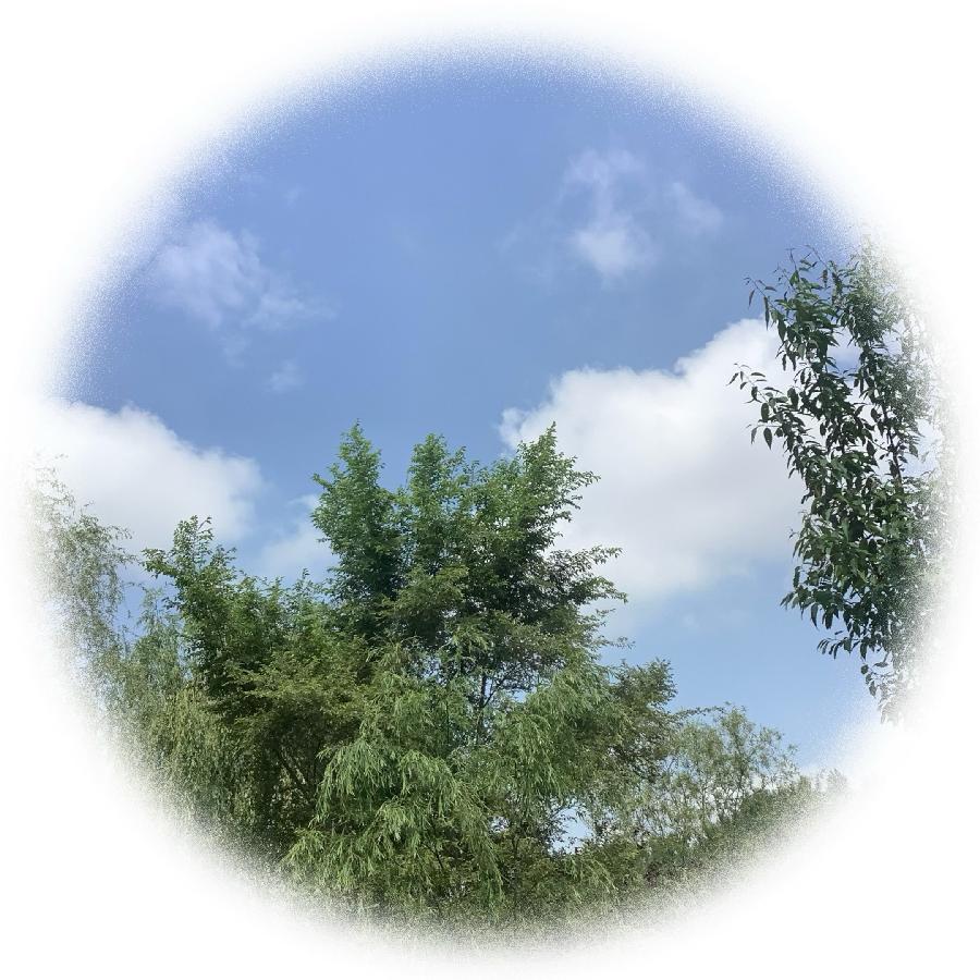 中华诗艺社黑龙江分社推荐/【诗词、摄影】李振汉:铁岭莲花湖湿地（图47）