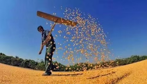 中华诗艺社黑龙江分社推荐/诗人林杨:在夏日的风中行走(图8)