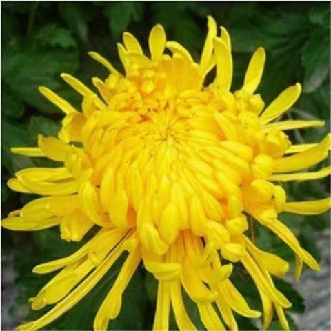 《金菊银菊》文/秋谷（吉林）【冰心文化传媒】（图4）