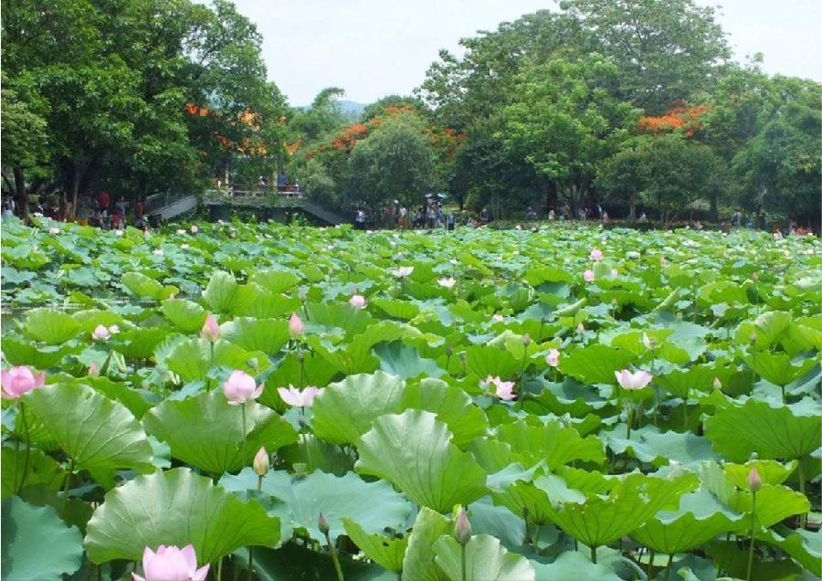 【枫雅汇看图约诗】第250期《香风十里过长亭》(图3)