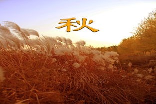 《秋凉，冷了流年》作者:大浪淘沙(河南)【主播:金牌主播:刘树清】【桃源国际诗歌集团】[桃源♬ 馨]（图5）