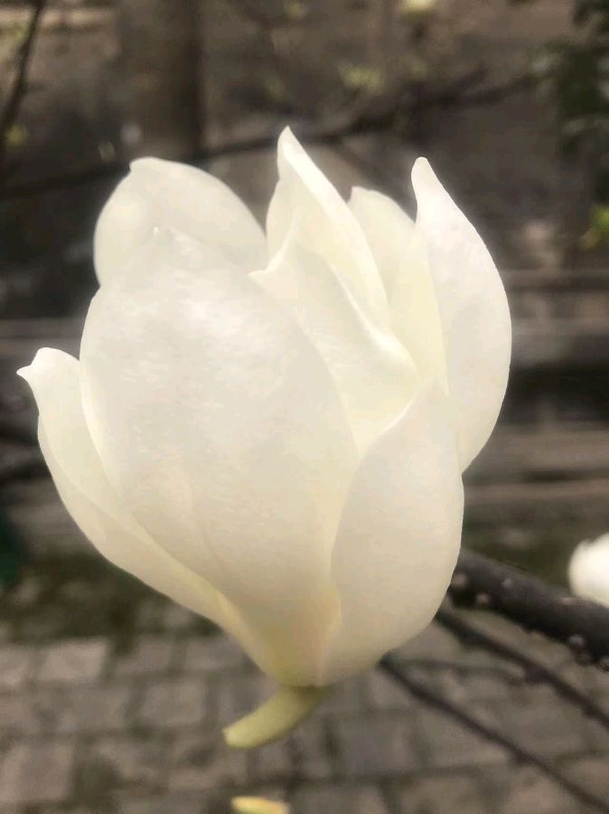 老宅院 作者/马祖印 主播/伊月儿 京津沪头条（图15）