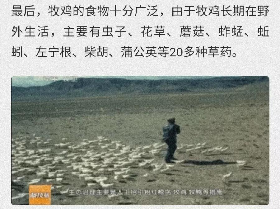 七律：战斗鸡灭蝗/孙海燕