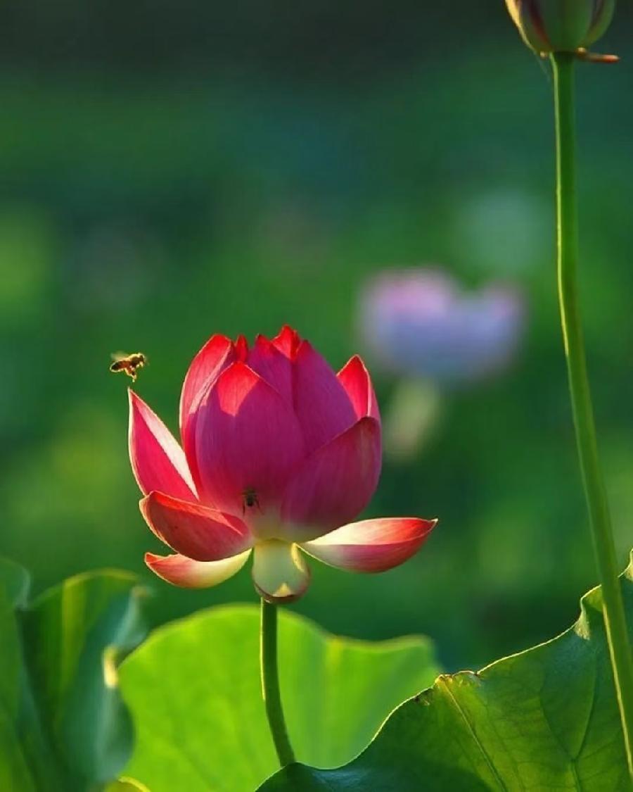 春意阑珊处【邓中华诗词集】十三（图35）